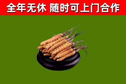 榆林回收散虫草