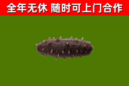 榆林回收海参干